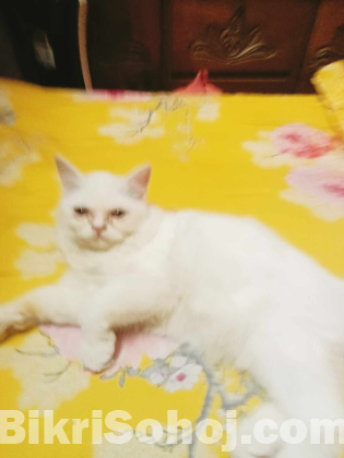 Persian cat female